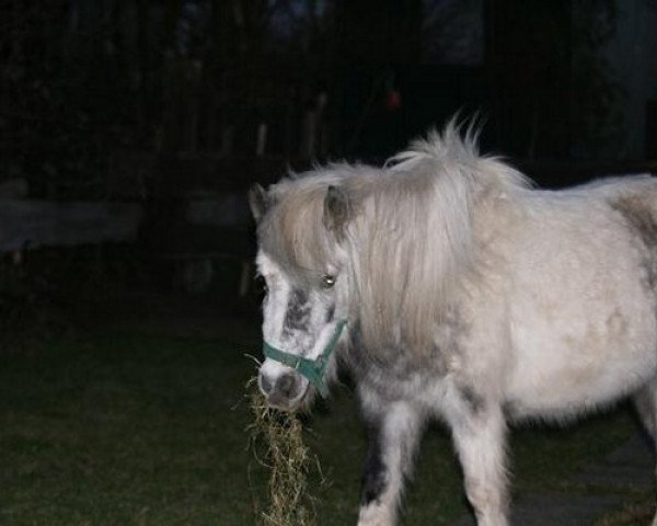 horse Jackie (Shetland Pony, 2000, from Kevin)