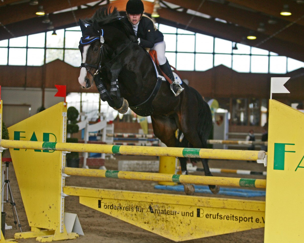 Springpferd Carlucci 14 (Holsteiner, 2003, von Cassini I)