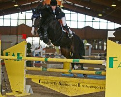Springpferd Carlucci 14 (Holsteiner, 2003, von Cassini I)