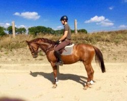 horse Rubinero 19 (Oldenburg, 2010, from Recaro Brillant)