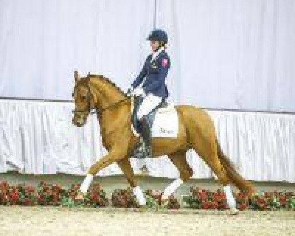 Dressurpferd Tiago 8 (Deutsches Reitpony, 2010, von Timberland)