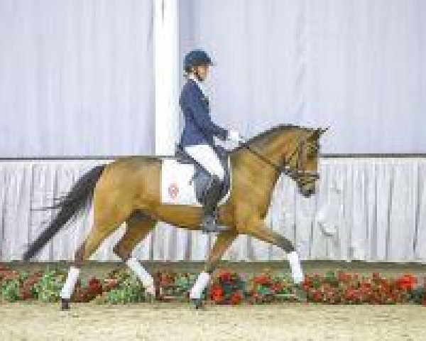dressage horse No Grace (German Riding Pony, 2010, from Nagano) dressage horse No Grace (German Riding Pony, 2010, from Nagano)