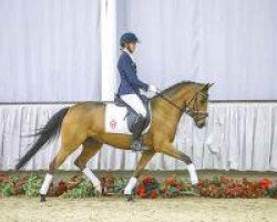 dressage horse No Grace (German Riding Pony, 2010, from Nagano)