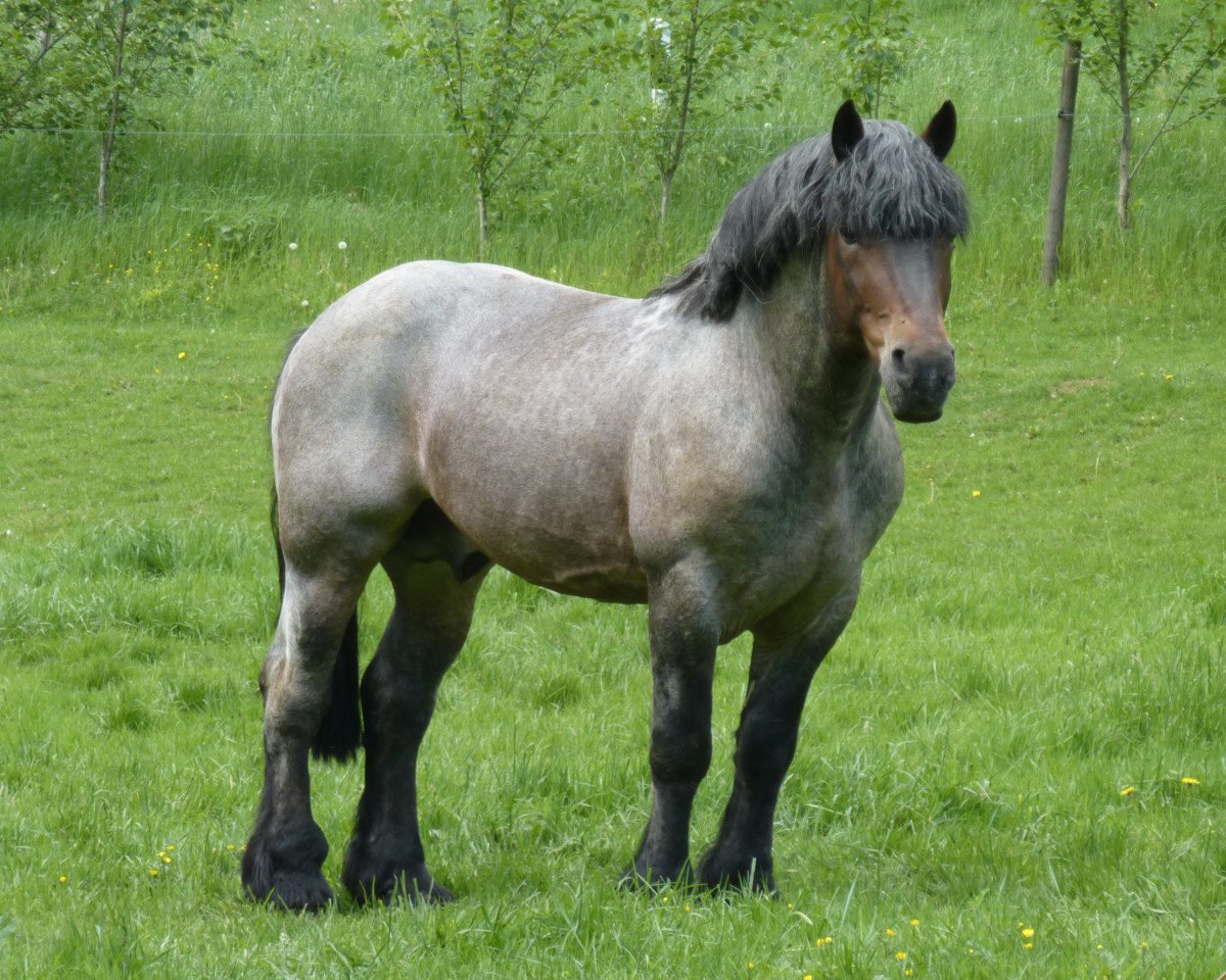 stallion Erkan (Saxon-Thuringian Draughthorse, 2000, from Eros)
