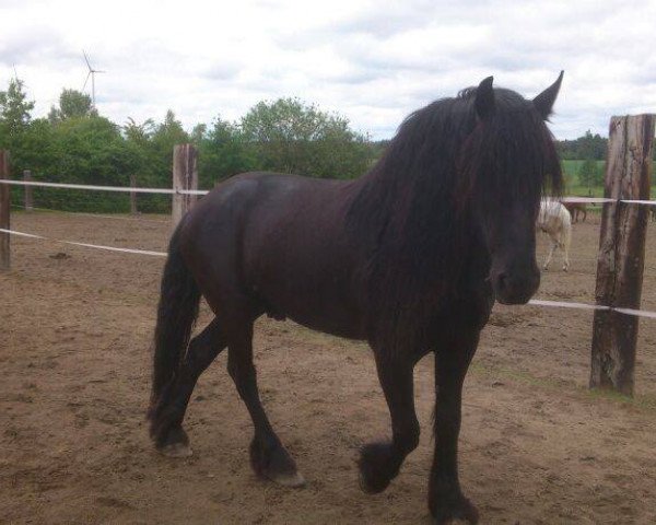 horse Argon (Friese, 2007, from Tonis) horse Argon (Friese, 2007, from Tonis)