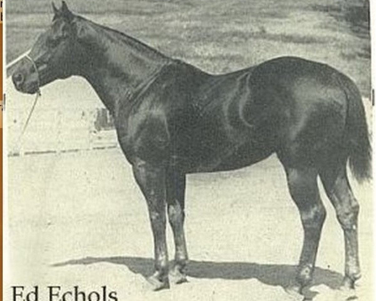 Deckhengst Ed Echols (Quarter Horse, 1940, von Zantanon)