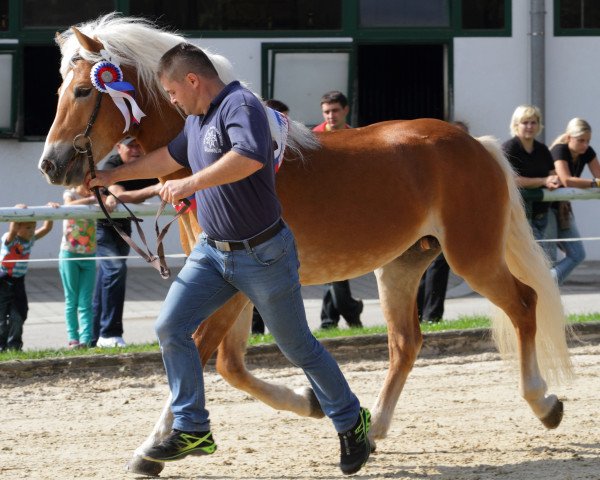 Hingst Bonami (Haflinger, 2008, fra Barkas)
