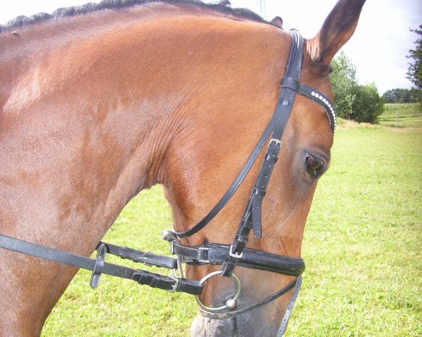 horse Bolero MP (German Riding Pony, 1998, from Boss)