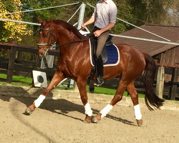 dressage horse Rudi (Westphalian, 2007, from Rapptaenzer)