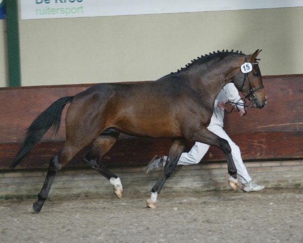 Deckhengst Orchid's Floris (New-Forest-Pony, 2005, von Berkhof's Higgledy Piggledy)