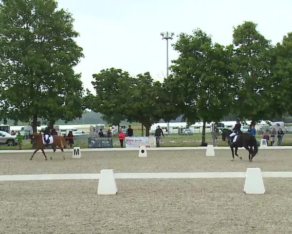 Reitturnier Rot am See- Musdorf 2021
