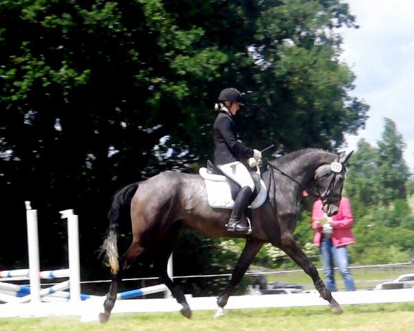 jumper Cassino-Royal (Holsteiner, 2010, from Cassini II)