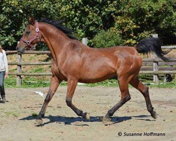 broodmare Delicia El Kalam ox (Arabian purebred, 1994, from El Perfecto ox)
