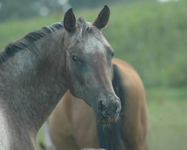 broodmare Kaylee (Arab half breed / Partbred, 2009, from Andy)