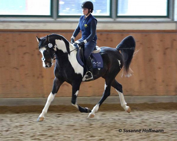 stallion El Sharin (Pinto / Pleasure, 2010, from TE El Shamir)