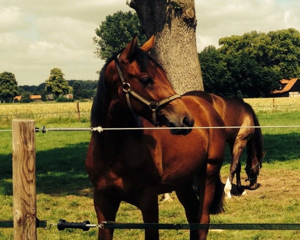horse Fausto Felix S (Westphalian, 2013, from Fleury)