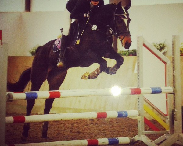 jumper Bukephalos 14 (Little German Riding Horse, 2009, from Bbc)
