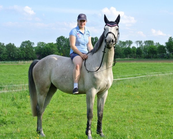 horse Calandro (Holsteiner, 2010, from Corrado I)
