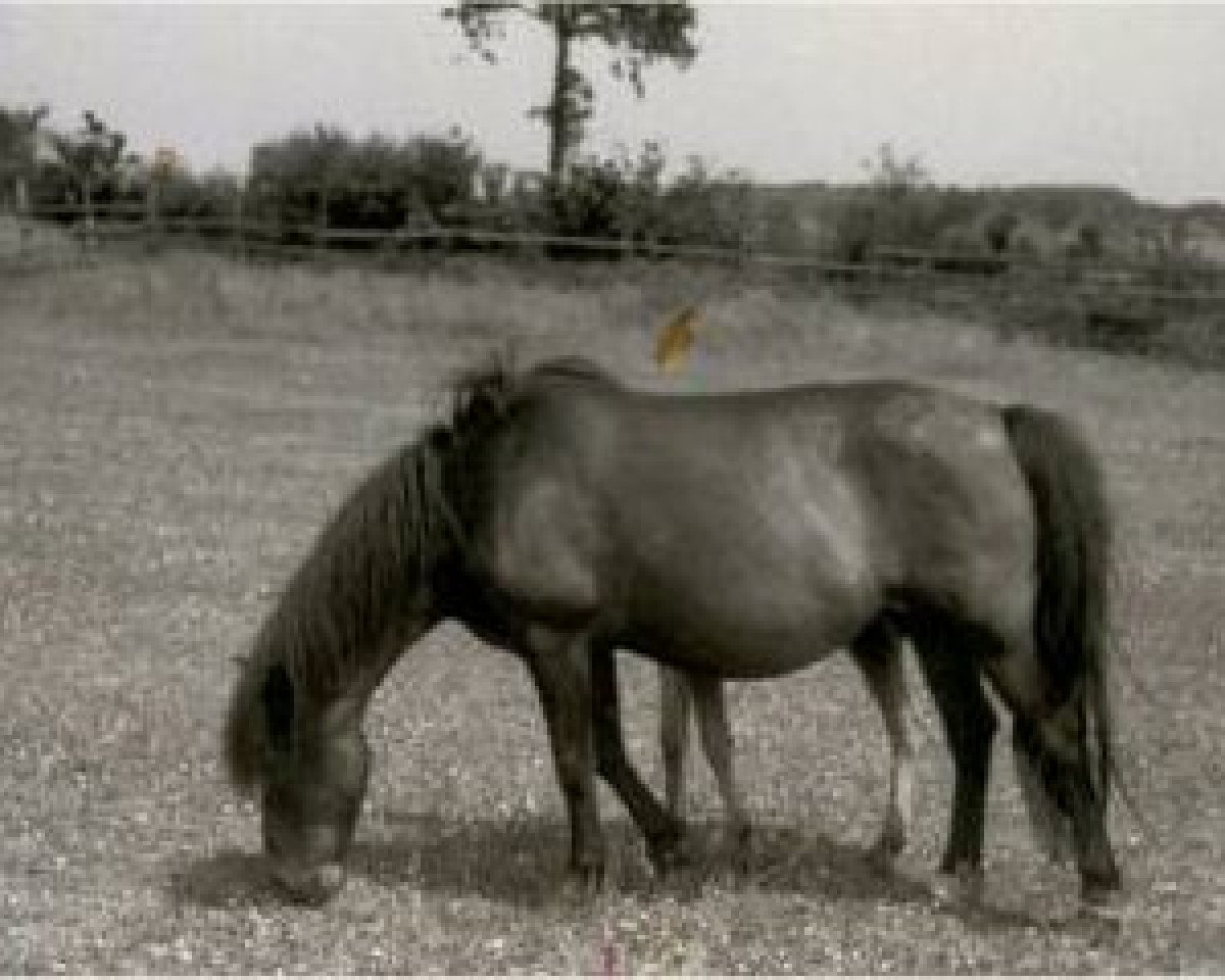Zuchtstute Daisy I (Lehmkuhlener Pony, 1923, von Marquis Ito)