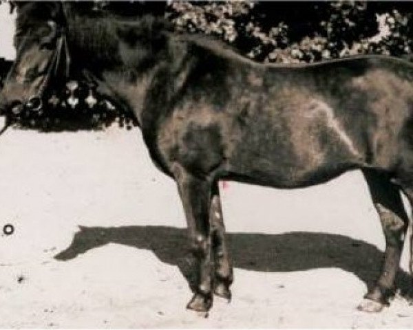 broodmare Dolly (Lehmkuhlen Pony, 1920, from Marquis Ito) broodmare Dolly (Lehmkuhlen Pony, 1920, from Marquis Ito)
