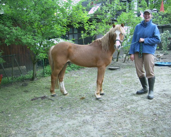 Stallion Watson I (Welsh Mountain Pony (Sec. A), 1989, from Wisdom of Paxhall)