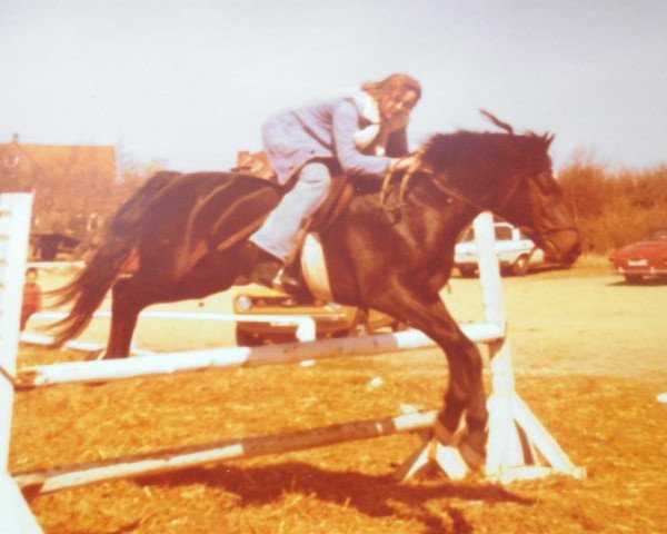 stallion Tarzan I (Lehmkuhlen Pony, 1971, from Ben-Venuto)