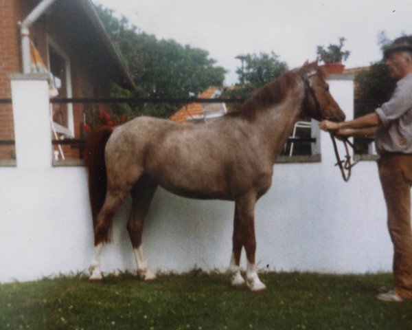 stallion Schönbrunn Authari (Welsh-Pony (Section B), 1967, from Cusop Continuity) stallion Schönbrunn Authari (Welsh-Pony (Section B), 1967, from Cusop Continuity)