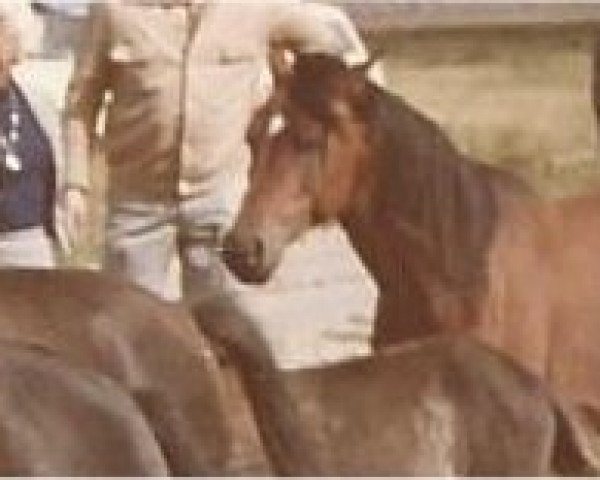 stallion Kadett ox (Arabian purebred, 1964, from Kalif III ox)