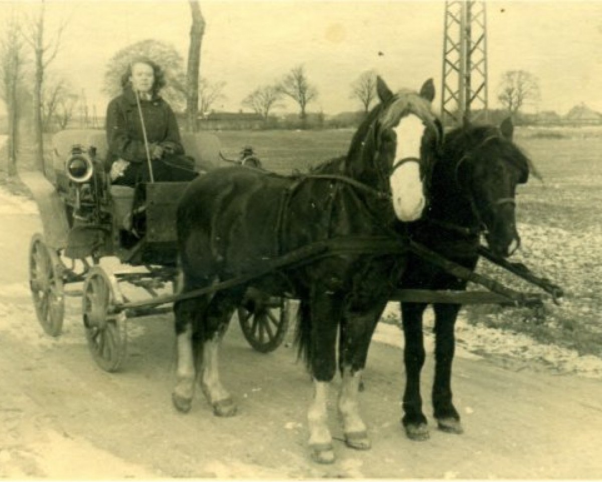 Stallone da monta Speedwell (Welsh Pony (Sez. B), 1932, di Quicksilver)