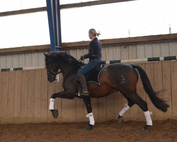 horse Florito VII (Pura Raza Espanola (PRE), 2007, from Bailador)
