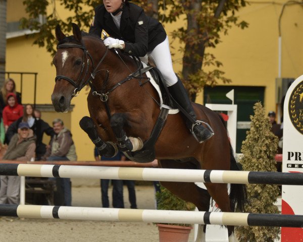 Springpferd Zorro van de Vossentip (Nederlands Welsh Ridepony, 2004, von Aester El Nino)
