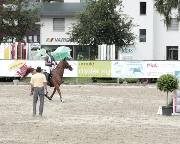 Reitturnier Dagmersellen 2021