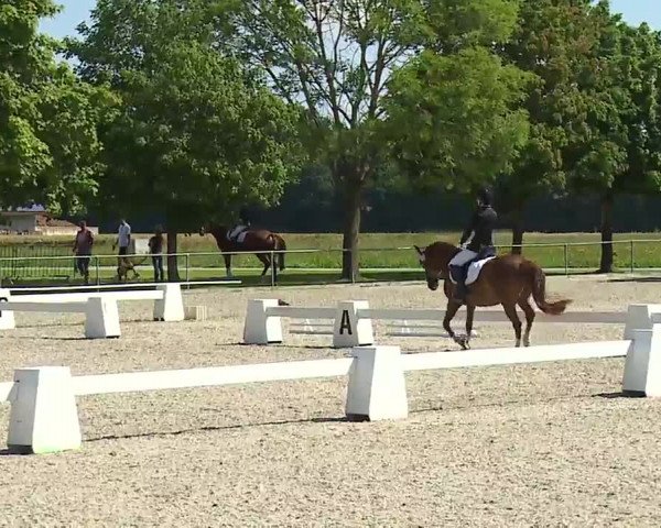 Reitturnier Rot am See- Musdorf 2021