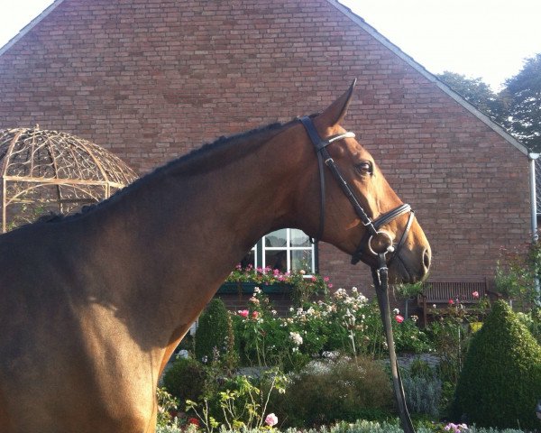 horse Swing Brother (Rhinelander, 2010, from Sir Donnerhall I)