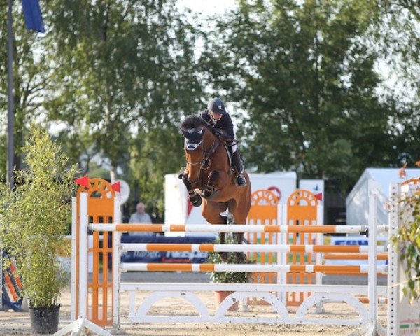 jumper Rorayo (KWPN (Royal Dutch Sporthorse), 1998, from Libero H)