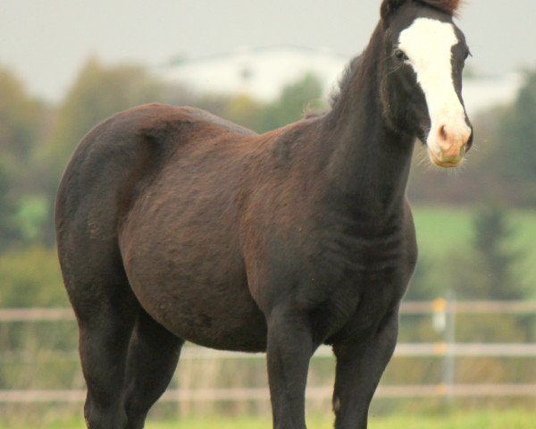 horse Grace Of Smokin Chex (Quarter Horse, 2014, from Hot Smokin Chex)