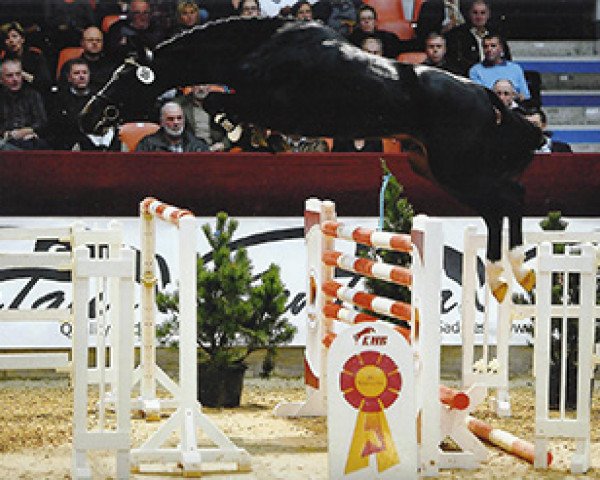 stallion Congrato (Hanoverian, 2011, from Contendro I) stallion Congrato (Hanoverian, 2011, from Contendro I)