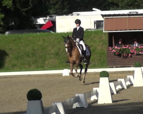 Giebelwald Classics mit Westfälische Meisterschaften Dressur und Springen 2021