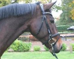 broodmare Zenobia 13 (Oldenburg show jumper, 2008, from Zento)
