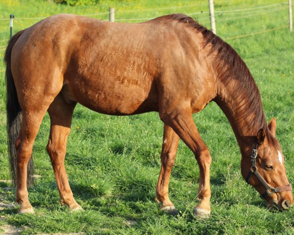 Pferd Scottie II (Deutsches Reitpony, 2002, von Sazar) Pferd Scottie II (Deutsches Reitpony, 2002, von Sazar)