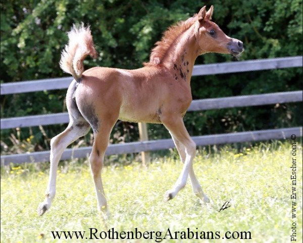 broodmare GR Shannah EAO (Arabian purebred, 2014, from GR Faleeh EAO)