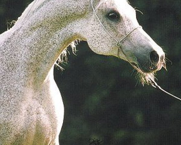 broodmare Pikieta ox (Arabian purebred, 1982, from Probat ox)