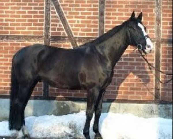 horse Rabanos (Oldenburg, 1998, from Rouletto)