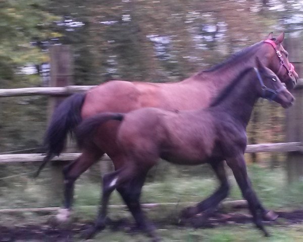 stallion Coeur de la licorne (Swiss Warmblood, 2014, from Carambo van de Helle)