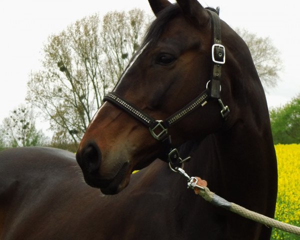 broodmare Conzita (Westphalian, 2003, from Concetto I)