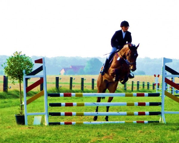 jumper El Kantano (Belgian Warmblood, 2010, from Eldorado van de Zeshoek)