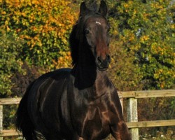 broodmare Nixe XIV (Holsteiner, 1998, from Heraldik xx)