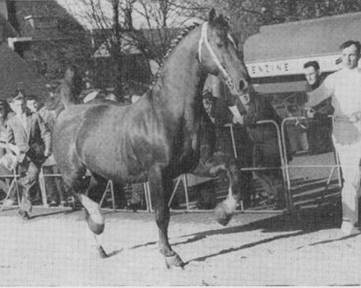 stallion Hertog van Gelre (Gelderland, 1943, from Ot van Wittenstein)
