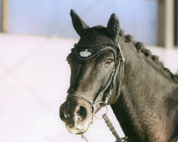 dressage horse Macho 82 (New Forest Pony, 1997, from Valentino)