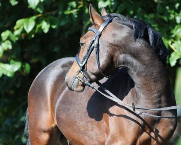 dressage horse Jetlag Ir (German Riding Pony, 2010, from Dream of Lord)